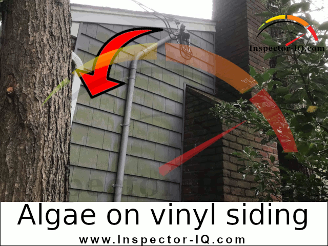 How to clean Algae on vinyl siding