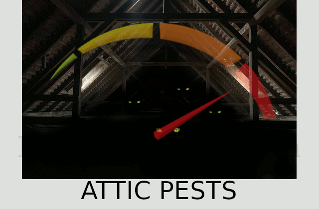 Attic pests