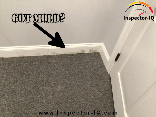 Mold on Basement Drywall